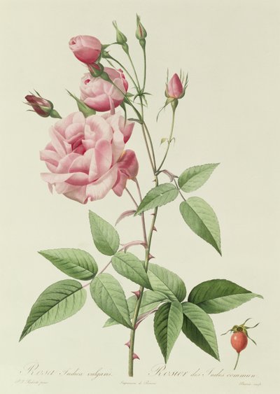 Common Indian Rose by Pierre Joseph Redouté